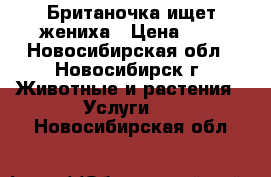 Британочка ищет жениха › Цена ­ 1 - Новосибирская обл., Новосибирск г. Животные и растения » Услуги   . Новосибирская обл.